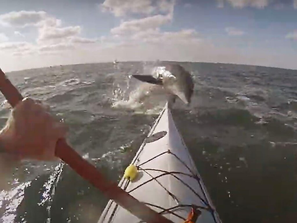 Перед байдарочником неожиданно выскочил дельфин и ударил его по лицу (ФОТО, ВИДЕО)