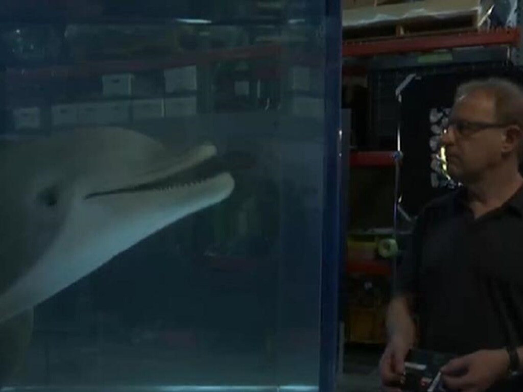 В одном из американских аквапарков тестируют робота-дельфина (ВИДЕО)