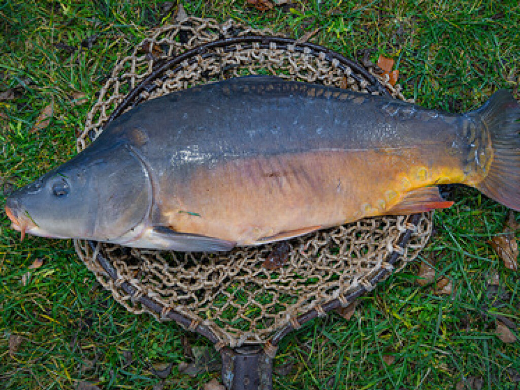 Британский рыбак поймал огромного карпа весом в 34 килограмма (ФОТО)