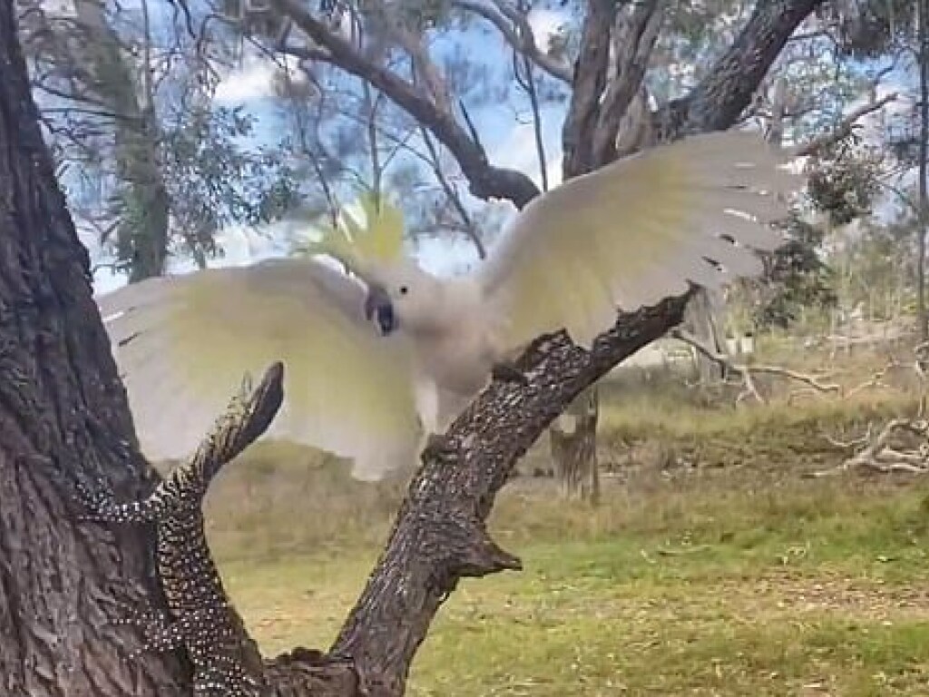 Самка попугая какаду защитила от варана свое гнездо (ВИДЕО)