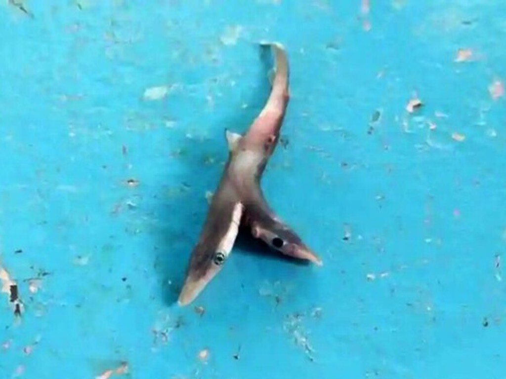 Индус выловил уникальную двухголовую акулу (ФОТО)