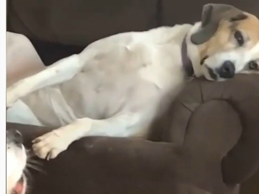Собака на кресле показала крайнюю степень усталости от жизни (ФОТО, ВИДЕО)