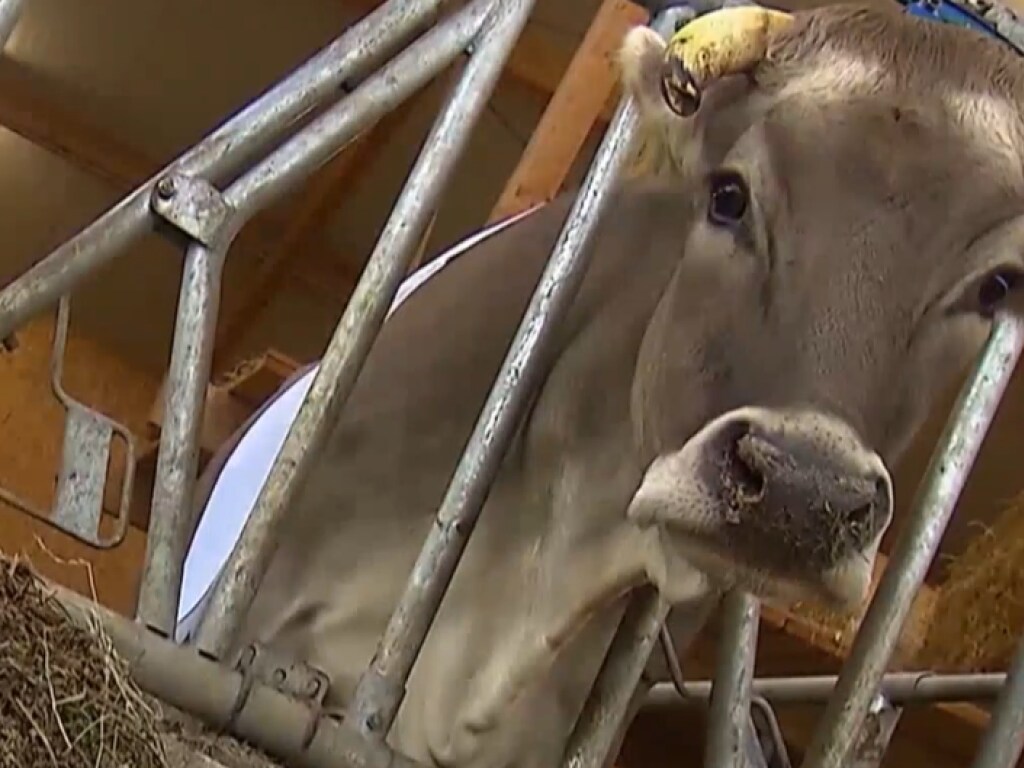 «Весит 800 кило, а мех как бархат»: в Германии выбрали самую красивую корову (ФОТО, ВИДЕО)