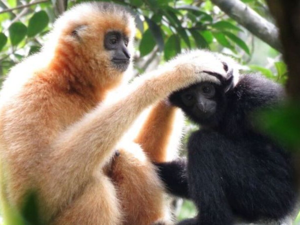 Активисты построили «дорогу жизни» для самых редких на Земле приматов (ФОТО)