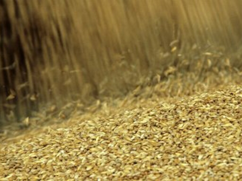 В Украине на треть уменьшились запасы зерна