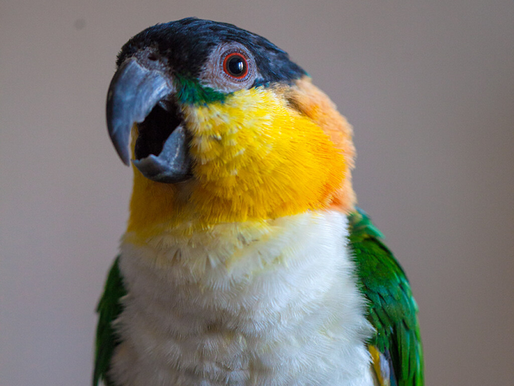 Голодный попугай громко потребовал еды и покорил соцсети (ВИДЕО)
