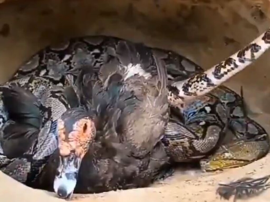 Утка ценой своей  жизни спасла птенцов от змеи (ФОТО, ВИДЕО)