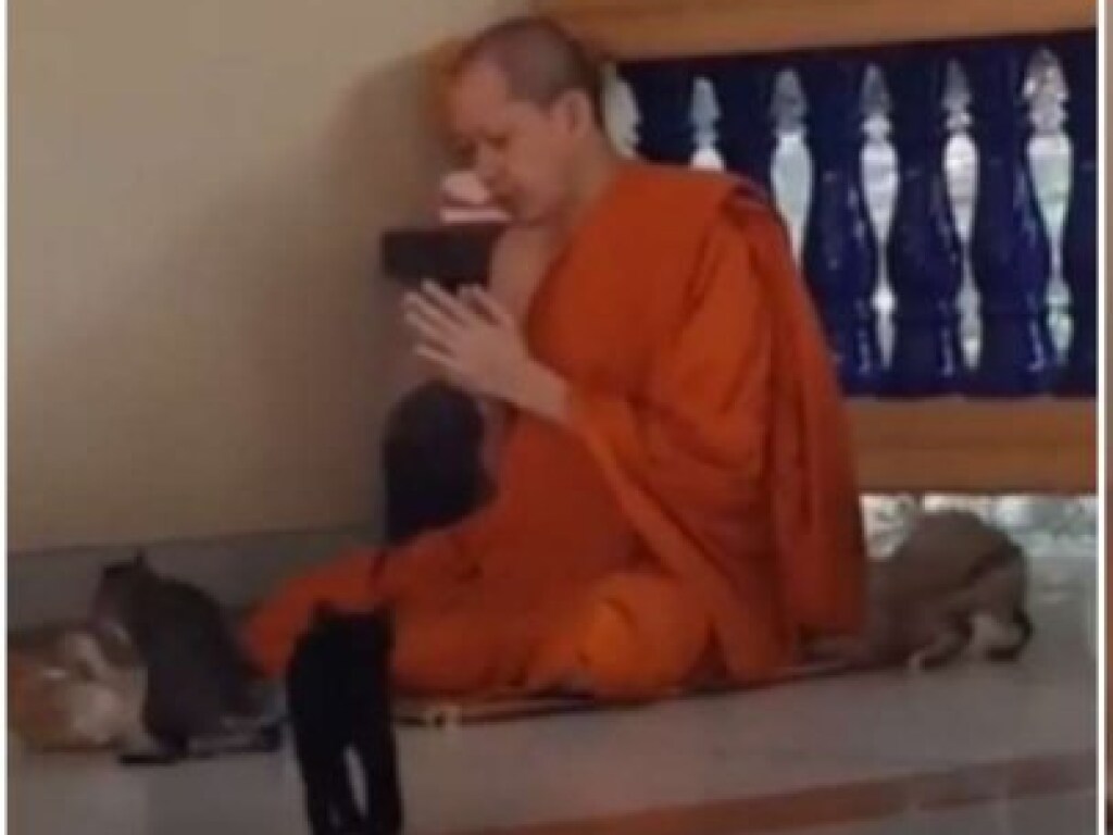 Котята хотели играть с молящимся монахом, но буддист решительно игнорировал пушистых (ВИДЕО)