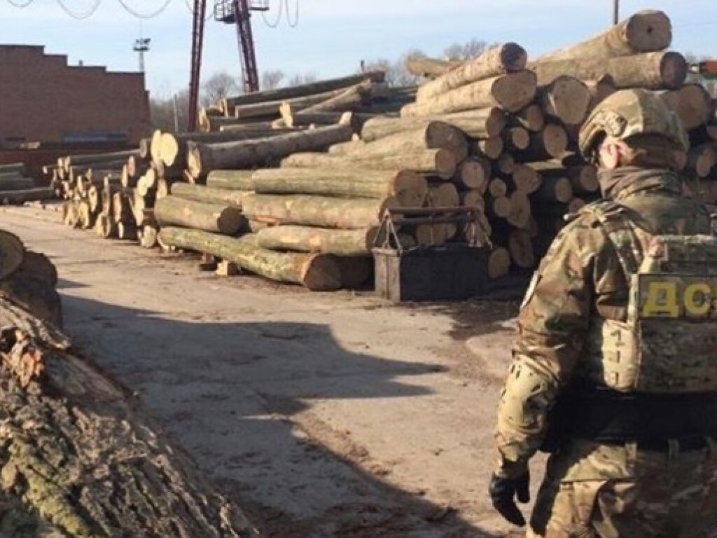 Лесники из Одесской области под видом дров нелегально сбывали ценные породы древесины (ФОТО)