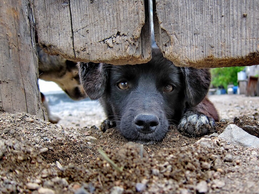 «Эпичное сражение»: Собака «подралась» с калиткой (ФОТО, ВИДЕО)