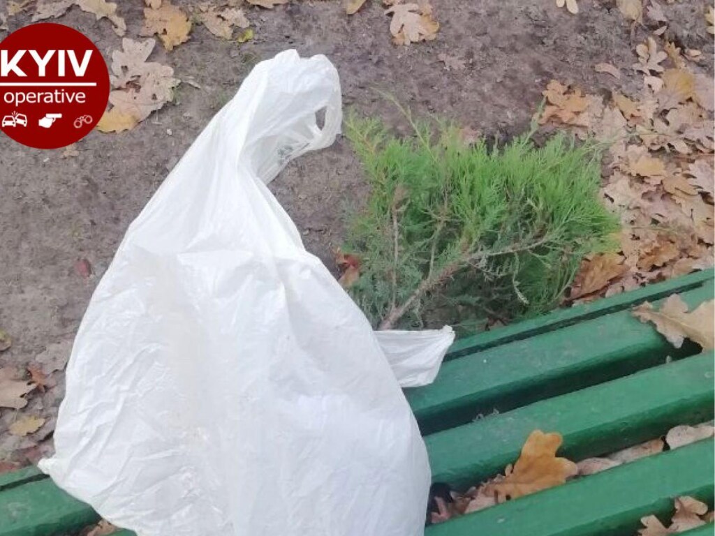В киевском парке женщина пыталась украсть дерево (ФОТО)