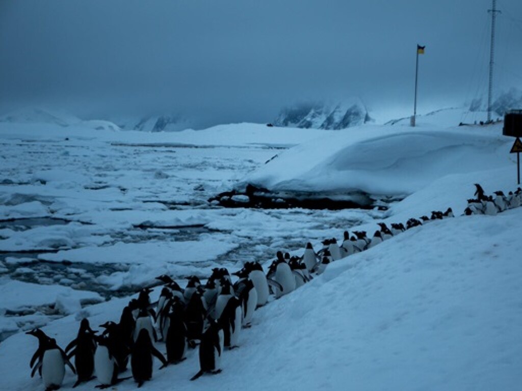 Тысячи пингвинов оказались в ледяной ловушке в Антарктиде (ФОТО)