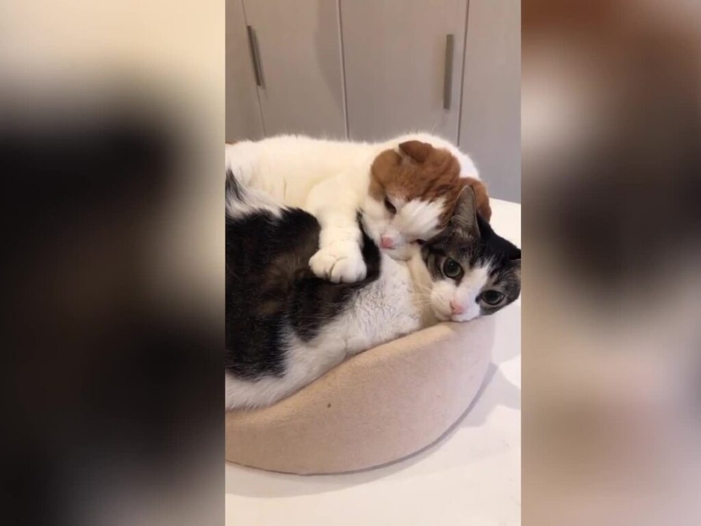 Кошка сделала коту расслабляющий массаж и стала звездой Сети (ФОТО, ВИДЕО)