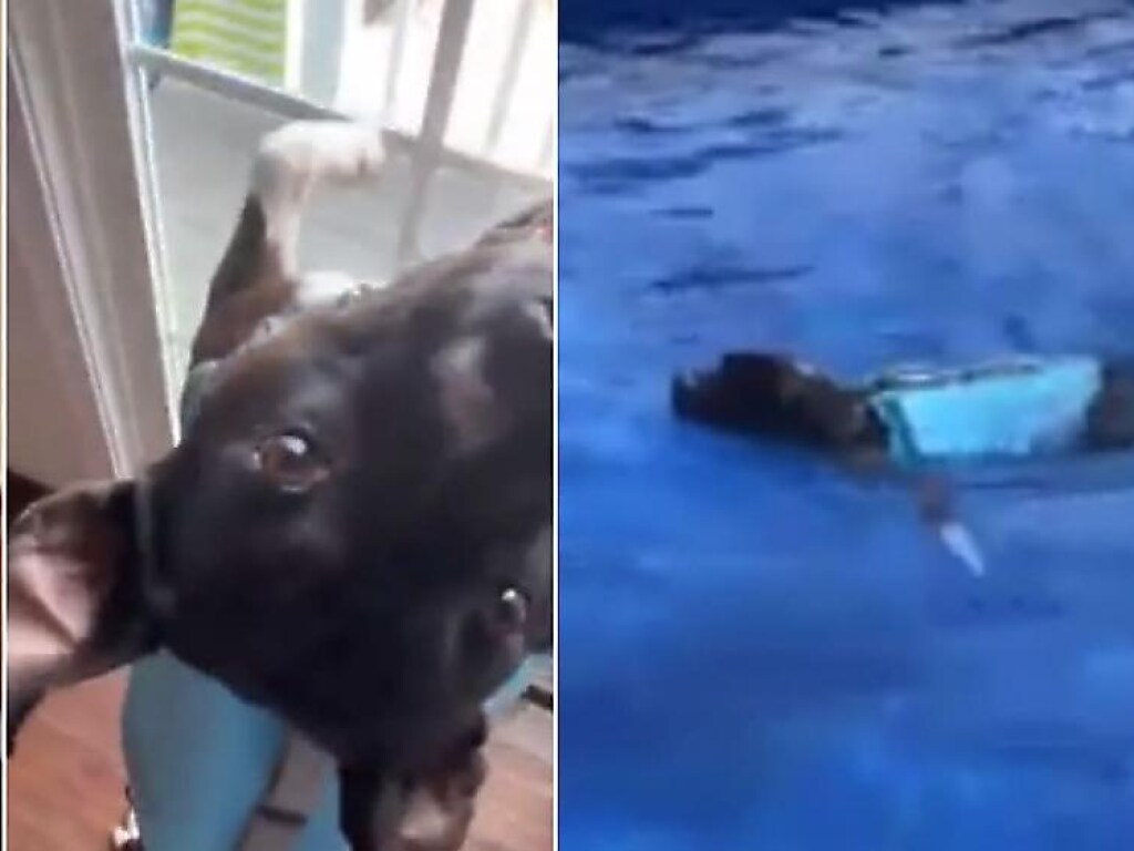 Веселый пес очаровал Сеть своей любовью к водным процедурам (ФОТО, ВИДЕО)