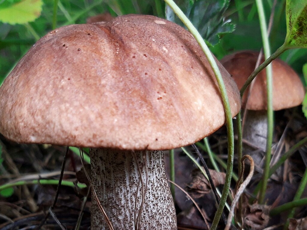 В Кривом Роге семья отравилась грибами: мать с дочерью умерли