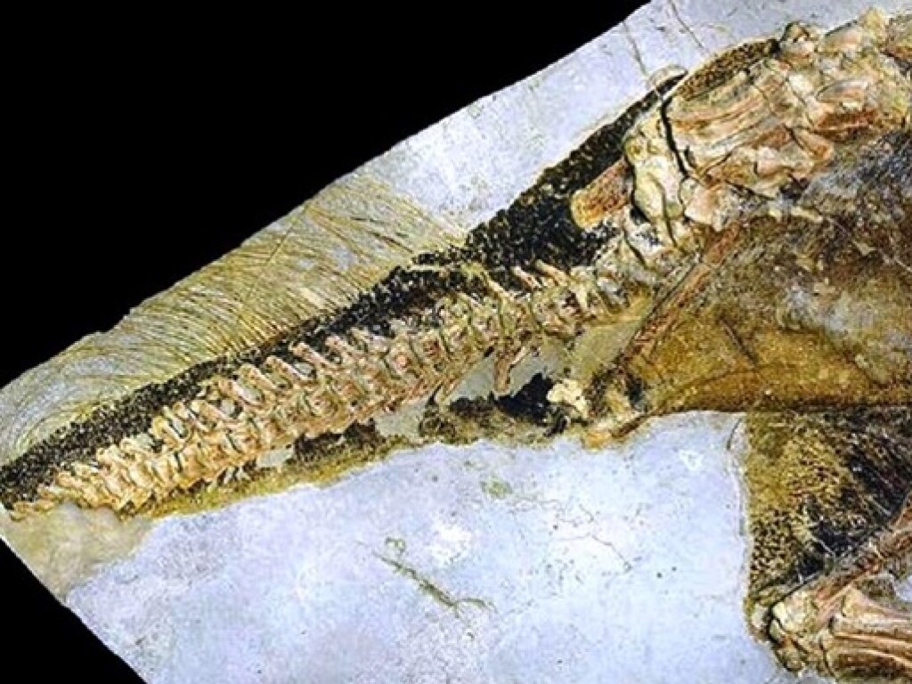 Ученые узнали новое о заднем проходе динозавра (ФОТО)
