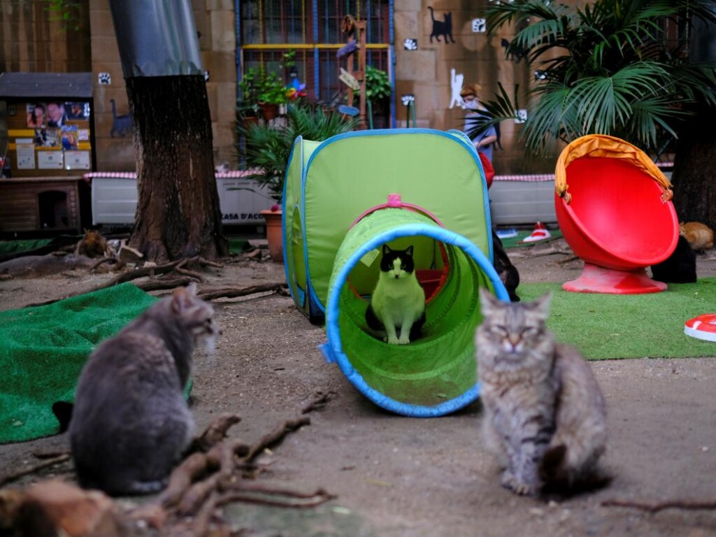 Питомцы умерших от коронавируса: в Испании для бездомных кошек открыли приют (ФОТО)
