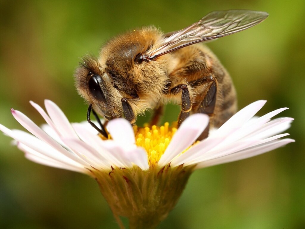 Рекорд книги Гиннеса: В Китае на мужчину посадили 63 килограмма живых пчел (ВИДЕО)