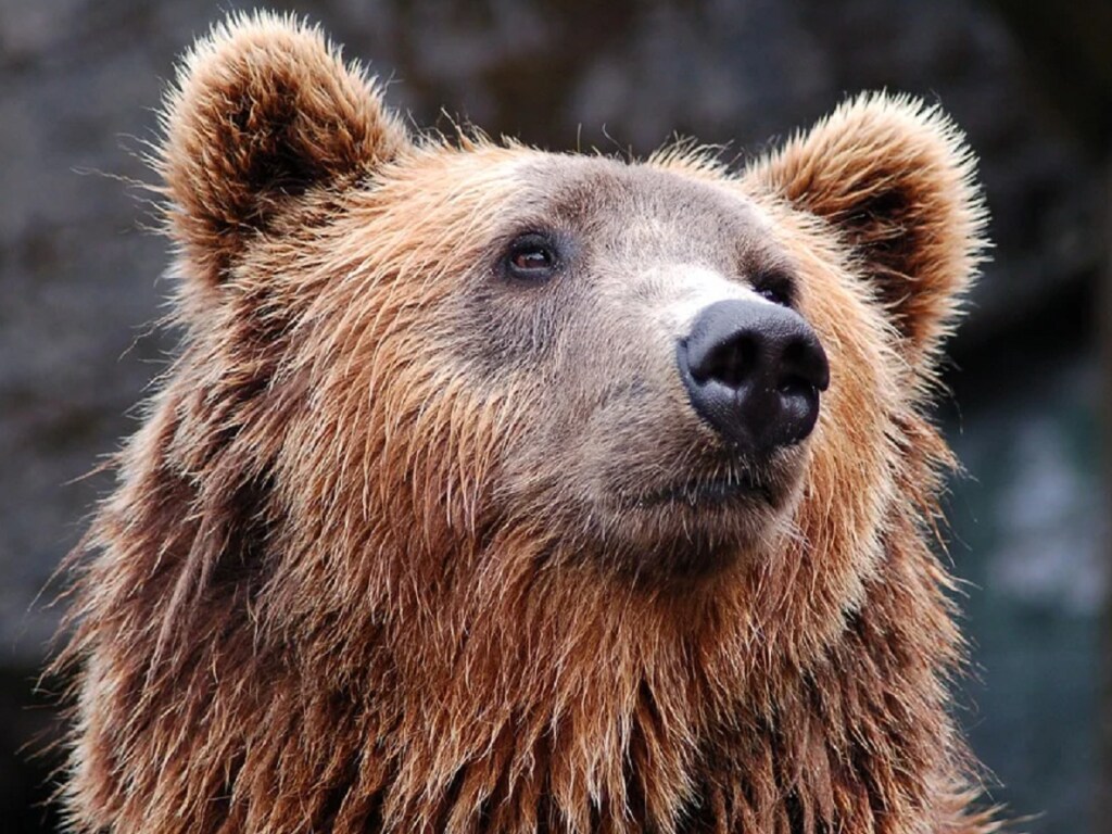 В зоопарке медведь набросился на женщину (ВИДЕО)