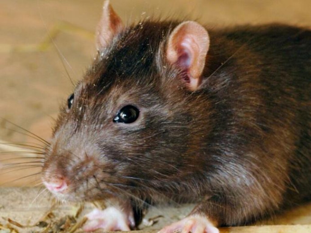 В Нью-Йорке мужчина провалился в дыру, кишащую огромными крысами (ВИДЕО)