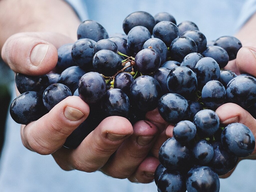 Для украинских виноградарей изменят программу господдержки