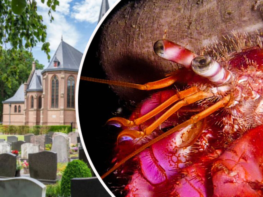 Кладбище в Бельгии захватили раки, которых вырастили в лаборатории