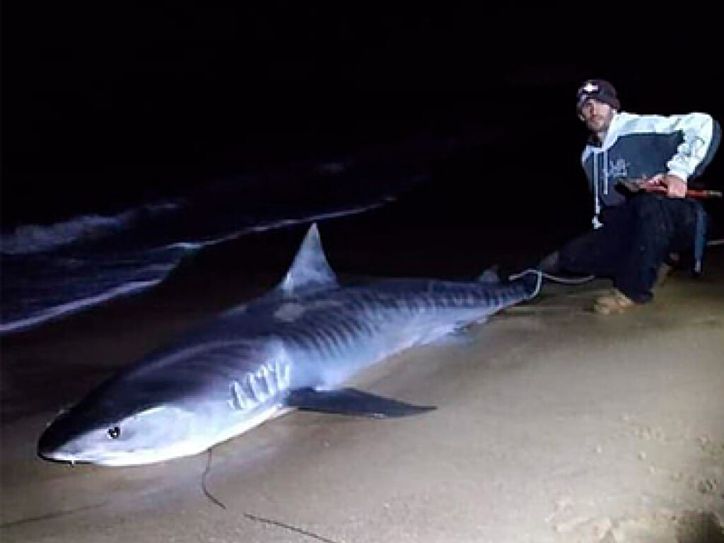 «Вот это улов!»: в Австралии мужчина поймал 320-киллограмовую тигровую акулу (ФОТО)