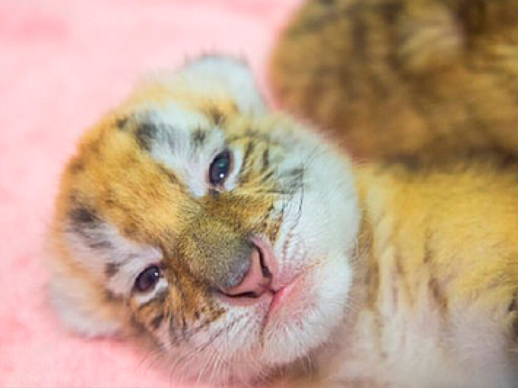 В Китае родились детеныши у редчайшего золотого тигра (ФОТО)