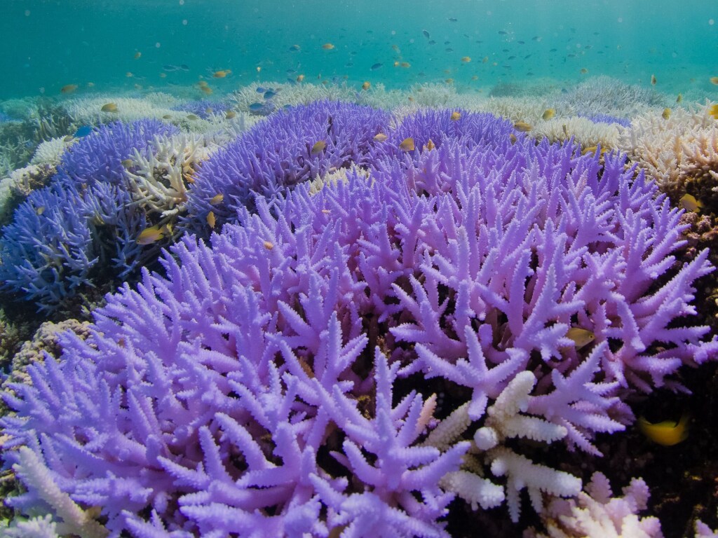 В Австралии создают «Ноев Ковчег» живых кораллов