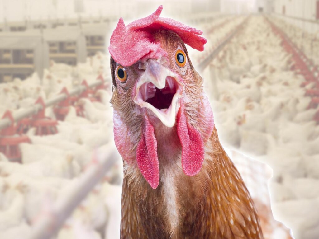 Светится по ночам: Жительница Прикарпатья купила «курицу Баскервилей» и выложила фото в Сеть