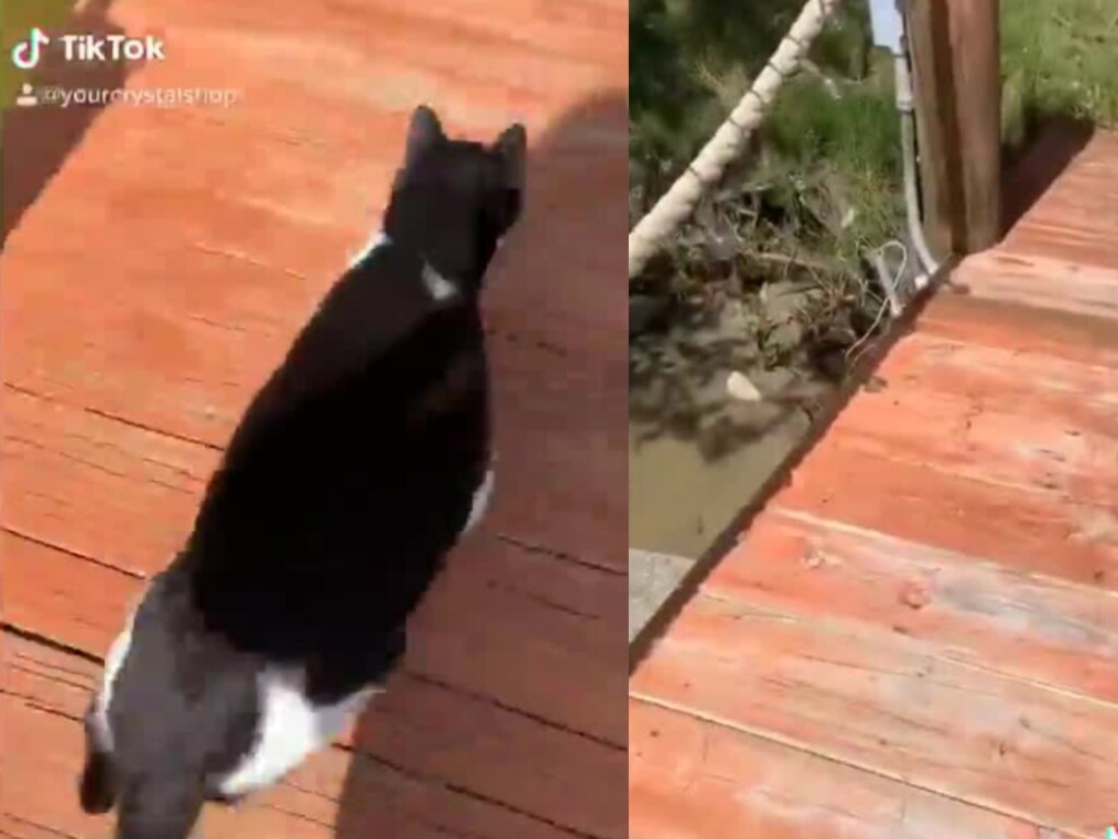 Толстый кот неудачно прогулялся по мосту и упал в воду (ФОТО, ВИДЕО)