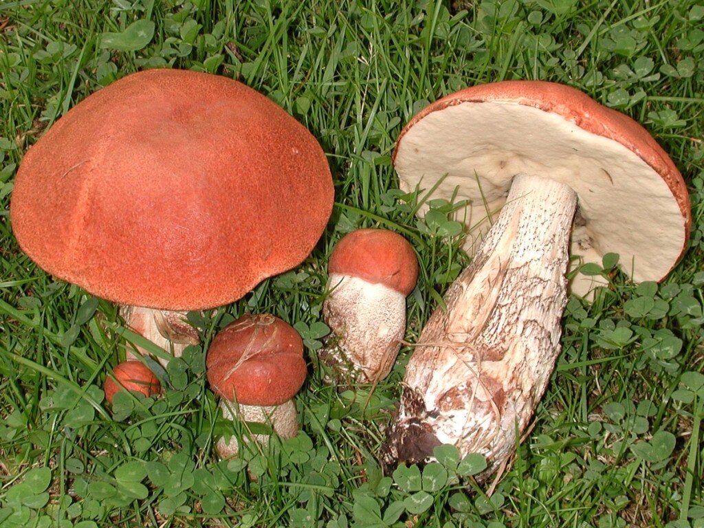 На Днепропетровщине грибники обнаружили гигантский подосиновик (ФОТО)