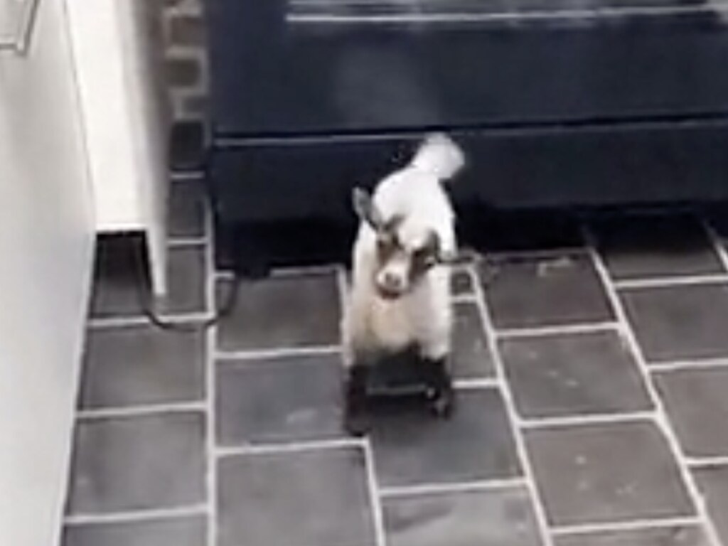 Козленок вылез из-под духовки и рассмешил хозяев (ВИДЕО)