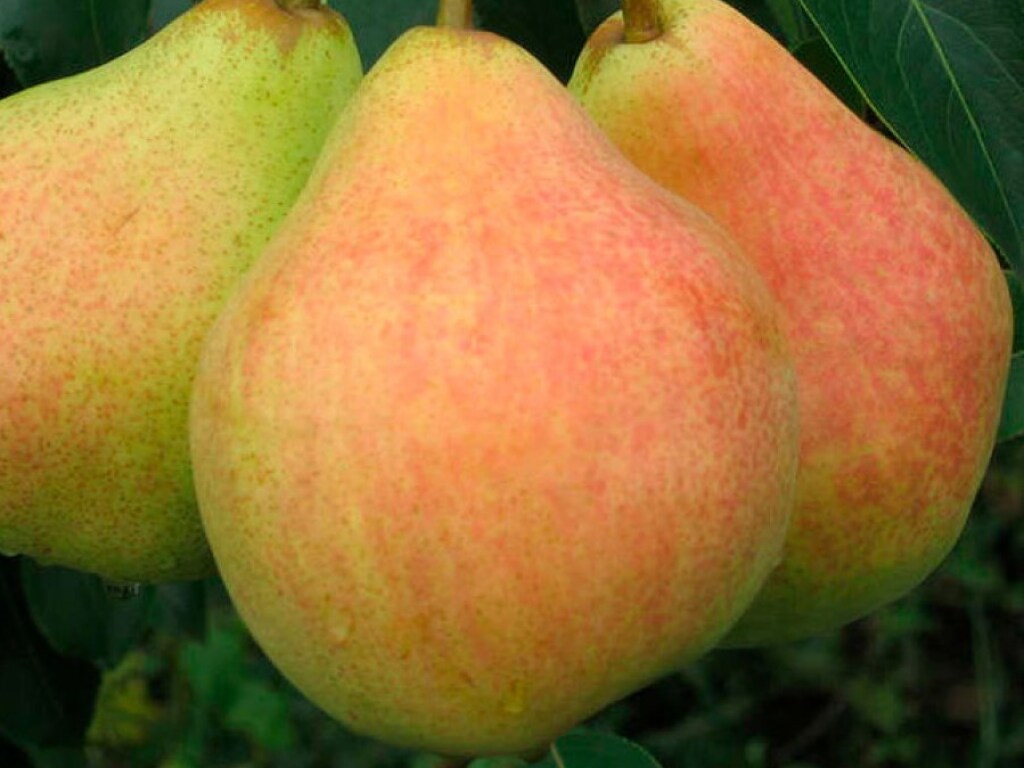 Врачи назвали фрукт, способный предотвратить осеннюю депрессию
