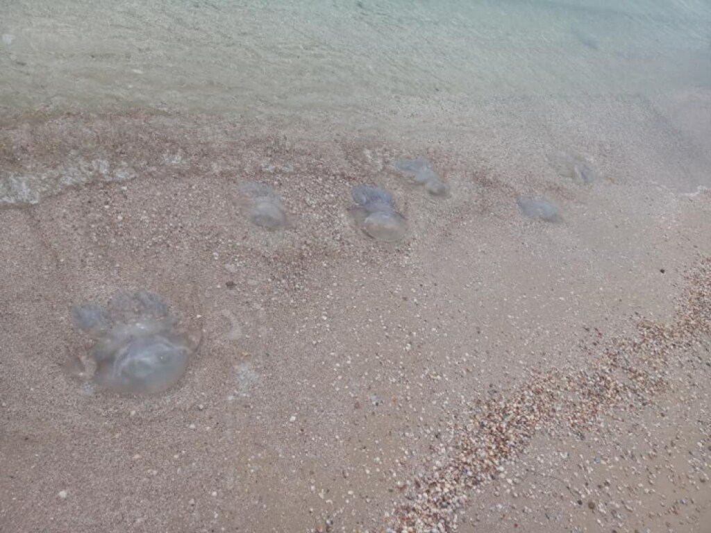 В Кирилловке на пляжах и в воде остаются полчища медуз (ФОТО)