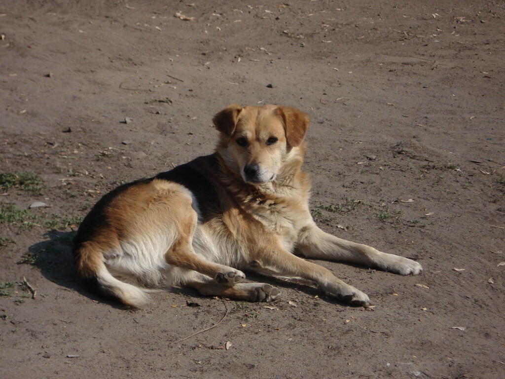 В Китае чтобы найти хозяев, пес преодолел 100 километров