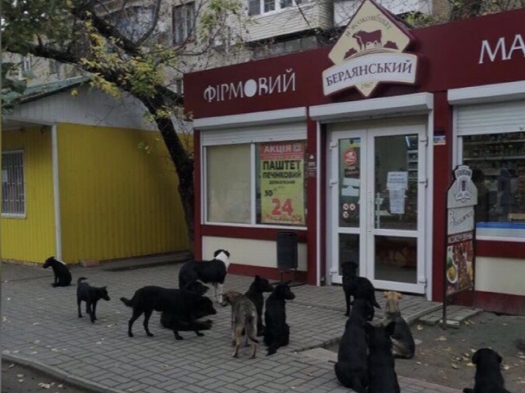 Курьезы: в Мелитополе стая бродячих собак дежурит возле входа в фирменный колбасный магазин (ФОТО)