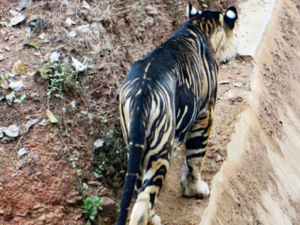 В Индии заметили редчайшего черного тигра (ФОТО) 