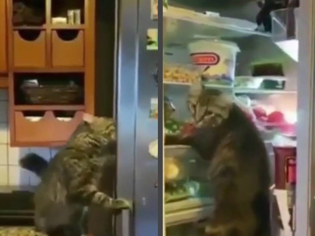 Кот ограбил холодильник на глазах у хозяев (ФОТО, ВИДЕО)