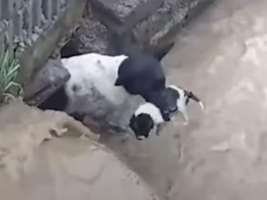 Отважная мама: собака спасла своих щенков из затопленного логова (ФОТО, ВИДЕО)