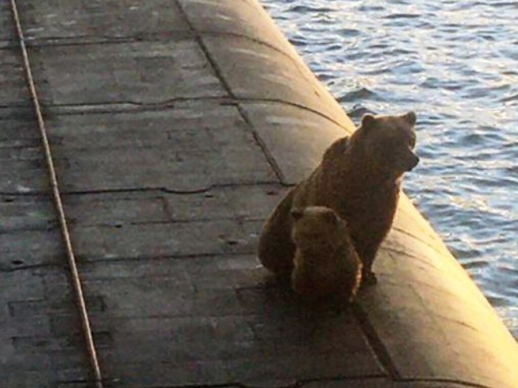 На подводной лодке на Камчатке расстреляли медведицу с медвежонком (ФОТО, ВИДЕО)