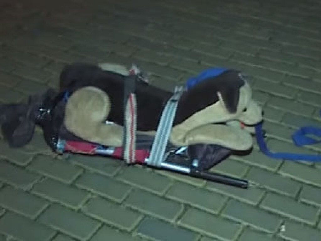 Мужчина решил «выгулять» игрушечную собаку из-за комендантского часа (ФОТО)