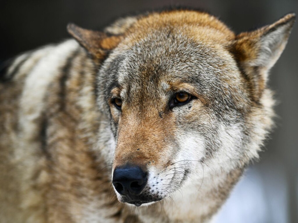 Бешеный волк напал на двух человек на Донбассе