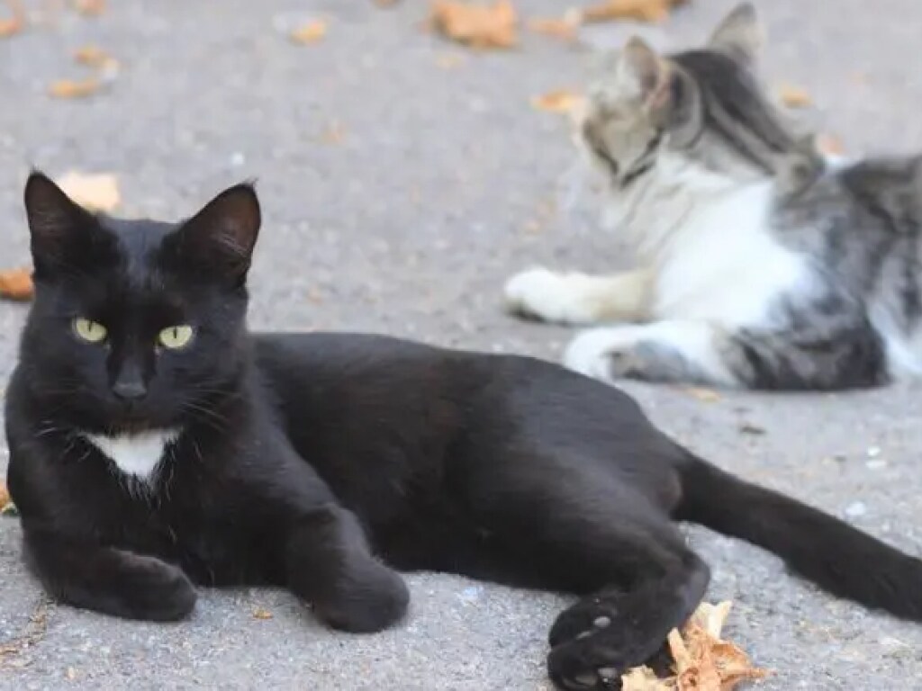 В исправительную колонию Днепра «заключили» 36 котов (ФОТО)