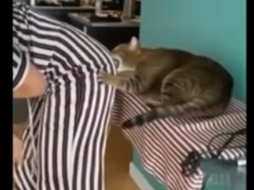 Коварный кот укусил хозяйку сзади: смешное видео показали в Сети