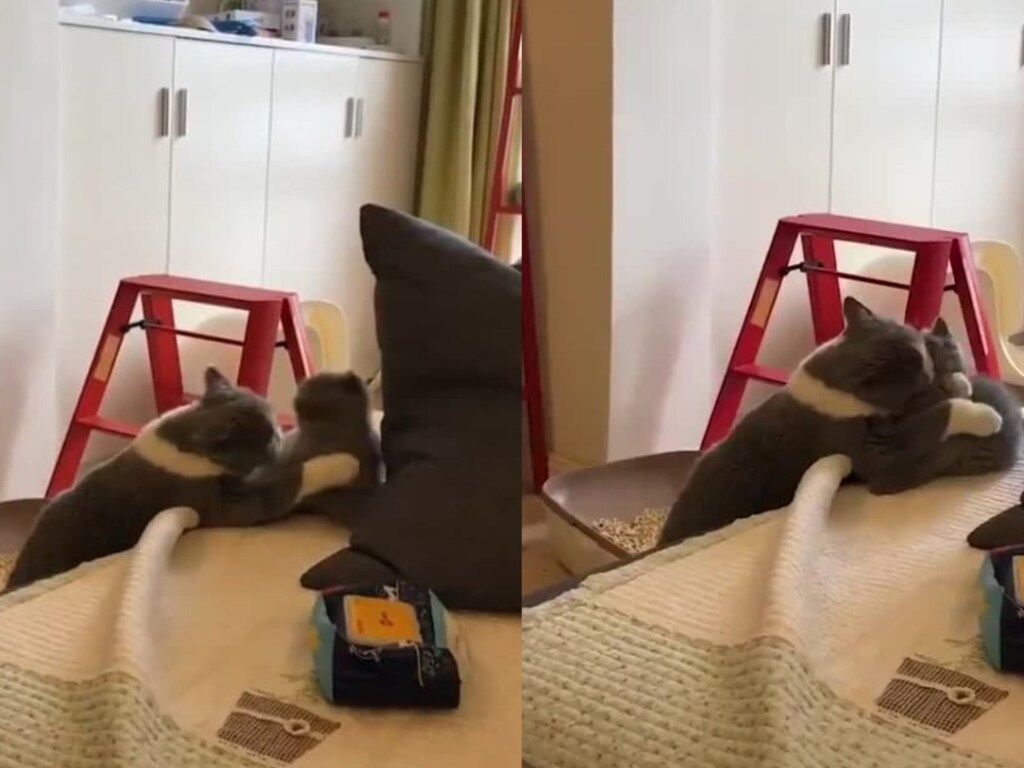 Мама-кошка «чмокнула» котенка: видео с «обнимашками» стало вирусным