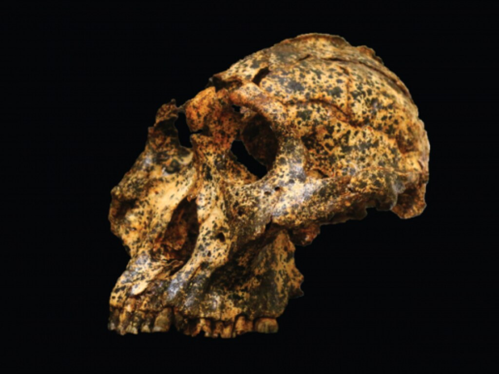В Африке нашли череп &#171;двоюродного брата&#187; человека, которому 2 миллиона лет (ФОТО)