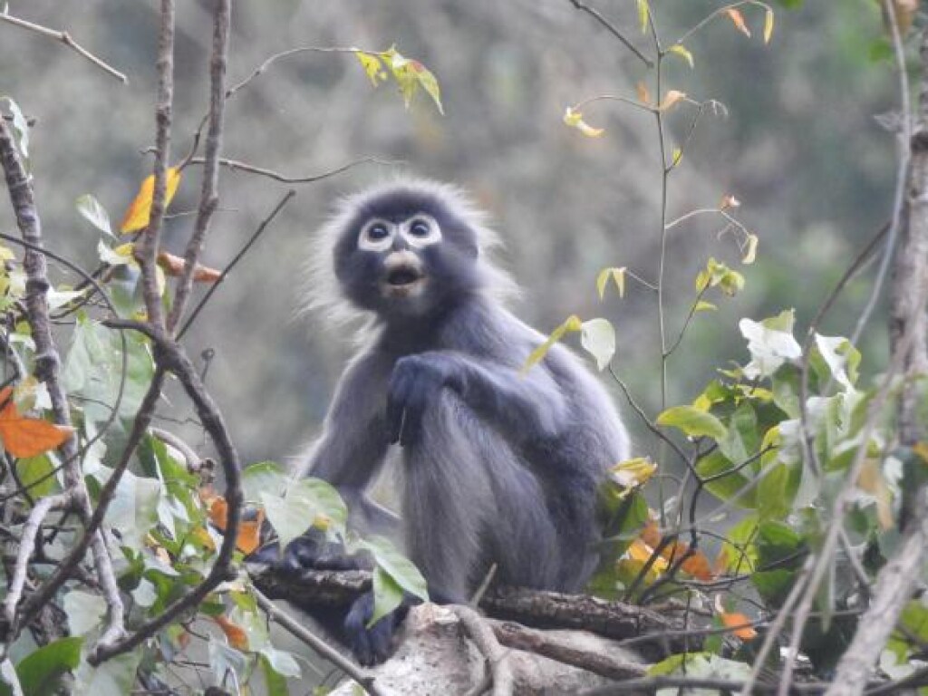 В джунглях обнаружили новый вид обезьян (ФОТО)