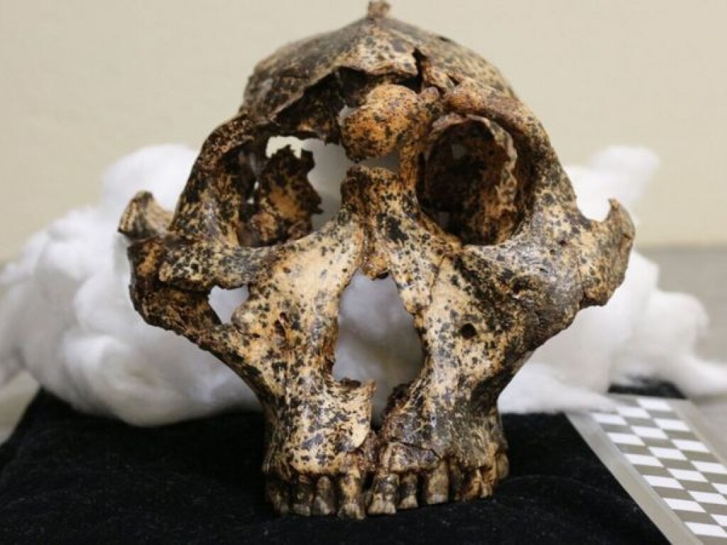 Австралийские ученые нашли череп предка человека, жившего 2 миллиона лет назад (ФОТО)