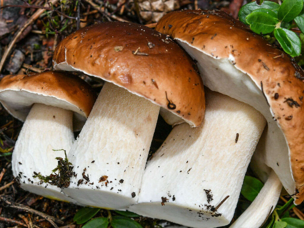 В Харьковской области 15-летняя девочка отравилась грибами